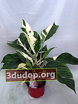 スパティフィラムが大量に開花する（Spathiphyllum floribundum）Variegata