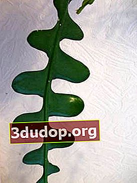 Sudut epiphyllum (Epiphyllum anguliger)