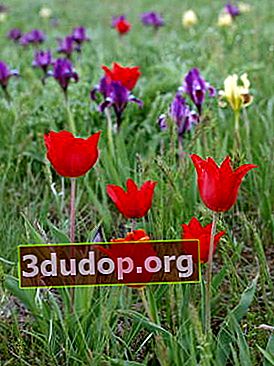 シュレンクのチューリップ（Tulipa schrenkii）