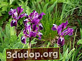 Iris dvärg (Iris pumila)