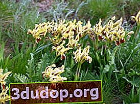 Iris dwarf (Iris pumila)