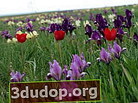 홍채 왜성 (Iris pumila)