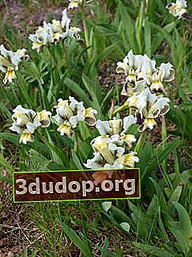 홍채 난쟁이 (Iris pumila)