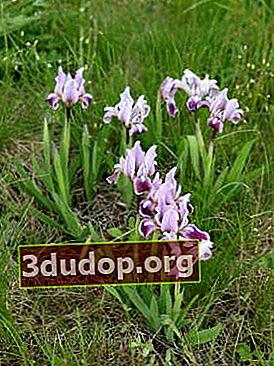 Iris dvärg (Iris pumila)