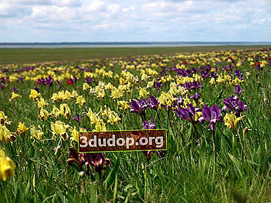 홍채 왜성 (Iris pumila)