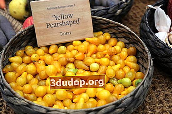 Tomato Kuning Berbentuk Pear
