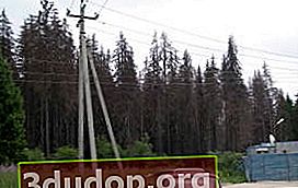 Tirai pohon cemara yang mengering di desa. Firsanovka (2011)