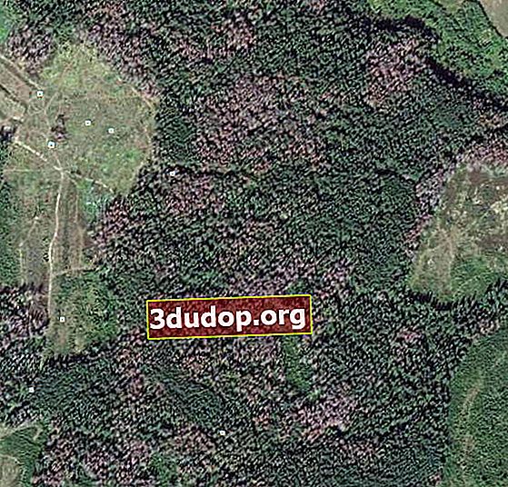 Mengeringkan rumpun pohon cemara di dekat stasiun Kryukovo (gambar dari luar angkasa pada 9 Juli 2011, Google Earth)