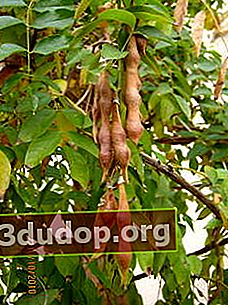 등나무 macrostachia, 과일