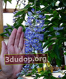Tentang pengalaman menumbuhkan wisteria