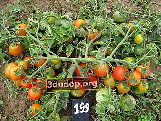 Tomates Bush: variétés