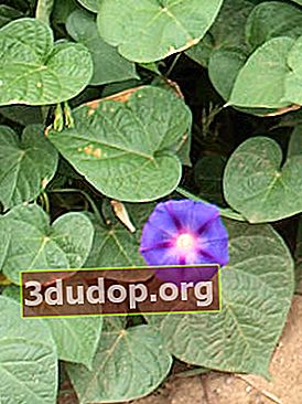 Kemuliaan pagi ungu (Ipomoea purpurea)
