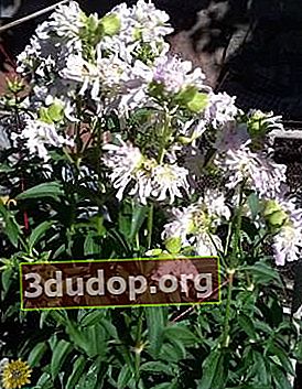 ซาโปนาเรีย officinalis (Saponaria officinalis)