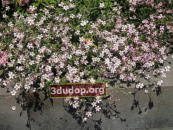 Savon au basilic (Saponaria ocymoides)