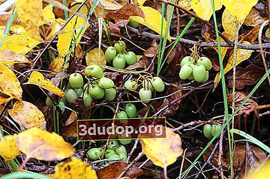 Actinidia arguta, varietas yang menjanjikan