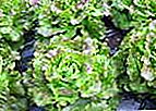 Salade d'Andromède