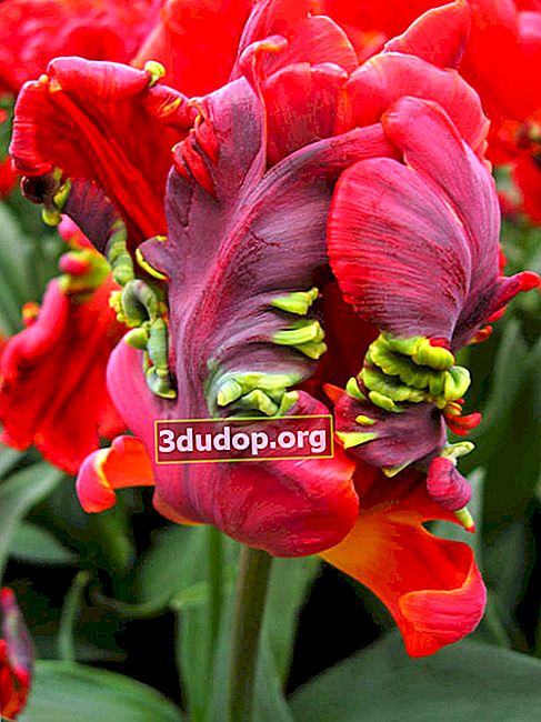 Tulipe Rococo