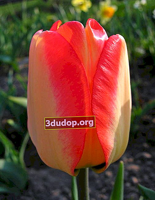 Impian Amerika Tulip