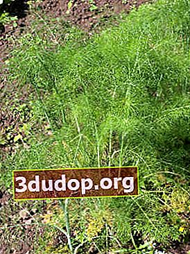 Adas biasa (Foeniculum vulgare)