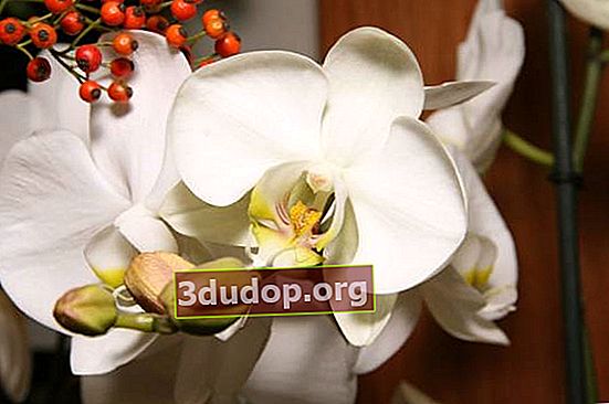Hybride de Phalaenopsis