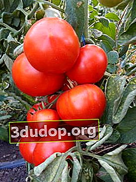 トマトゴロドニシーF1