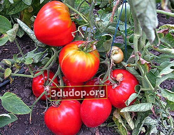 Rätt tomater och paprika