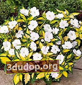Balsam New Guinea SunPatiens Menyebar Putih