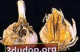Putregaiul gâtului usturoiului