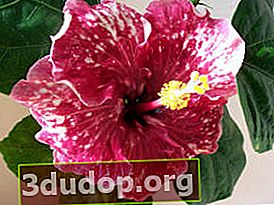 Hibiscus Parple Majestic (Ungu Majestic)