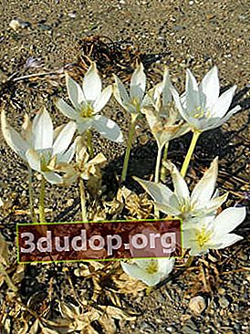 Colchicum underbart (Colchicum speciosum) Album