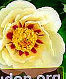Peony Flaming Delight oleh Roger Anderson