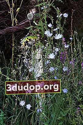 Chicory biasa (Cichorium intybus)