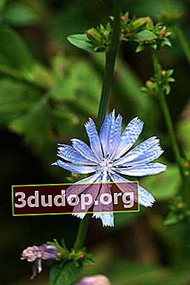 Chicory biasa (Cichorium intybus)