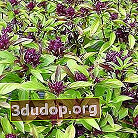 Basil manis Thailand (Ocimum basilicum var.thyrsiflora)