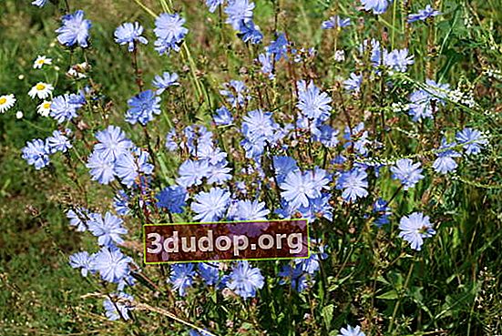 Chicory: nyala api biru yang memasuki ladang