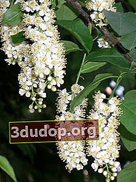 Cerisier des oiseaux de Virginie