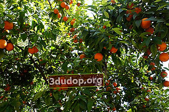 Pohon jeruk keprok