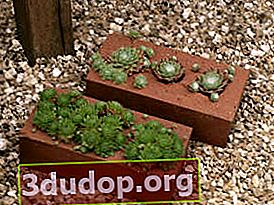 Mini-jardin de rocaille