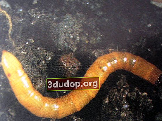 Wireworm - la larve du scarabée clicker