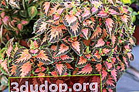 Plectranthus scutellaria 또는 하이브리드 Coleus (Plectranthus scutellarioides) 마법사 산호 일출
