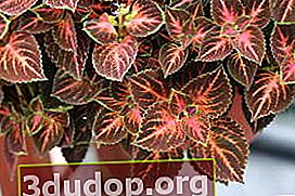 Plectranthus scutellaria 또는 하이브리드 Coleus (Plectranthus scutellarioides) 마법사 파스텔