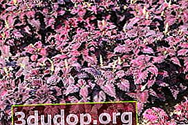 Plectranthus scutellaria, atau hibrid Coleus (Plectranthus scutellarioides) Naga Hitam