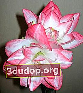 Paon fleur d'hippeastrum