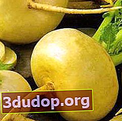 Perawat Turnip