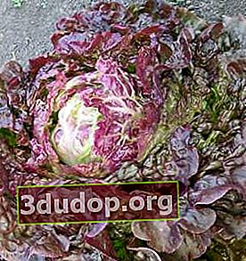 Salad mini Yakhont