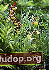 Selipar sebenar (Cypripedium calceolus)