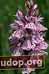 Kuku berbintik (Dactylorhiza maculata)