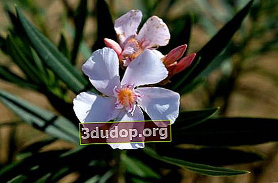 Oleander obișnuit