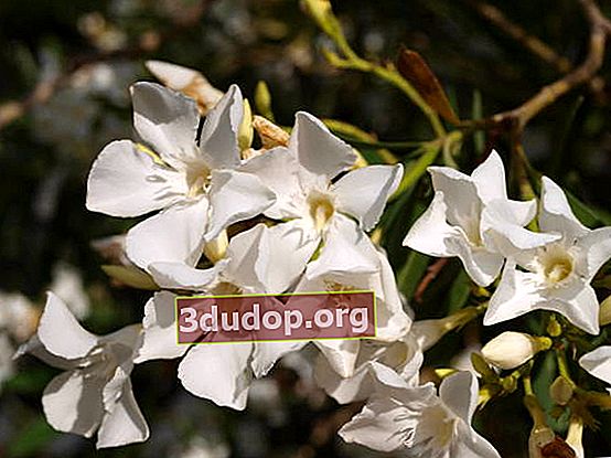 Oleander vanligt