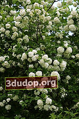 Kalina biasa (Viburnum opulus) Buldenezh, atau Roseum